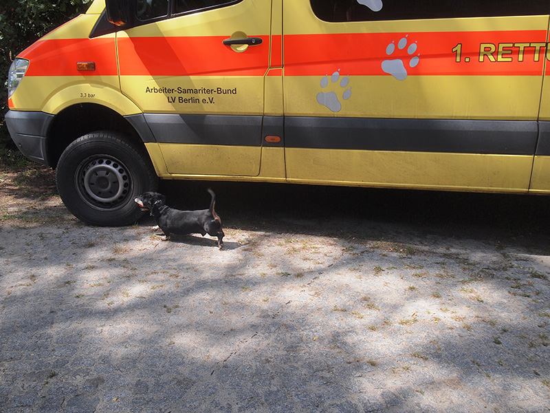 Rettungshund11.jpg