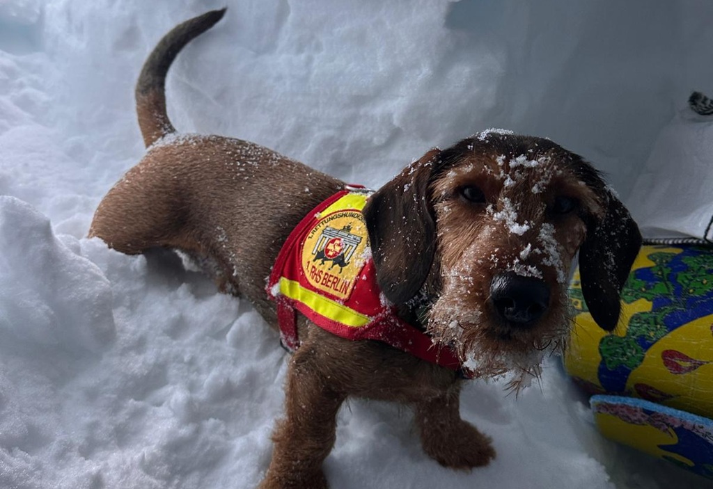 Verschüttet unter zwei Metern Schnee: Berliner Rettungshunde trainieren den Ernstfall auf dem Dachstein 